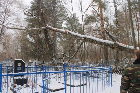 Нижегородка погибла на кладбище из-за упавшего на нее дерева